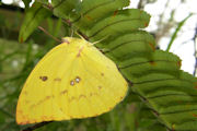 Lemon Migrant (Catopsilia pomona)